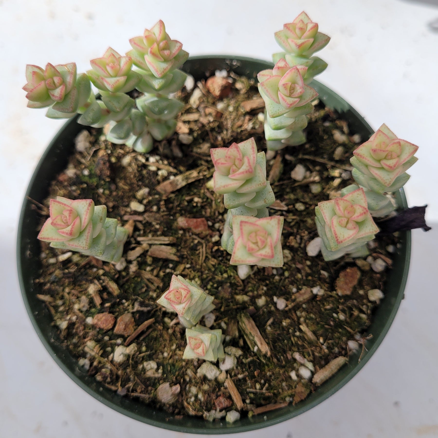 crassula tom thumb succulent Crassula pastel 'Variegated Tom Thumb'