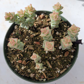 Crassula pastel 'Variegated Tom Thumb'