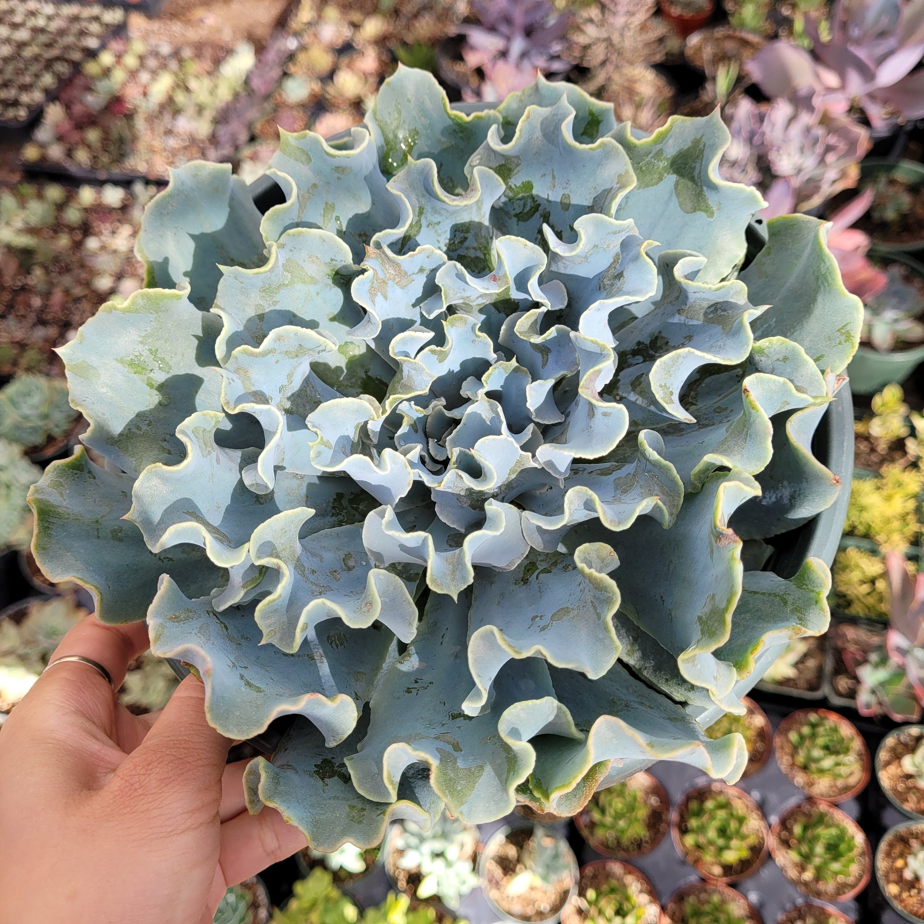 echeveria blue succulent Echeveria 'Blue Frills'