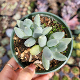Pachyphytum 'Moon Silver' succulent in nursery pot.