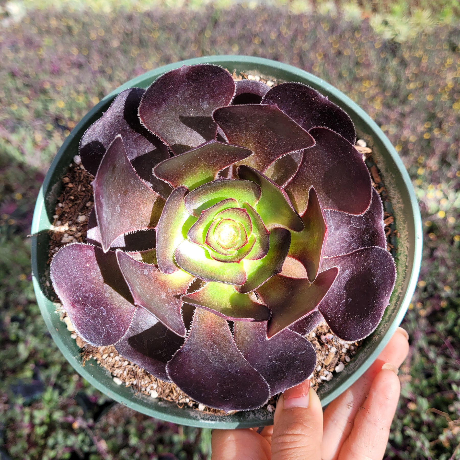 dark red aeonium succulent plant Aeonium 'Voodoo'