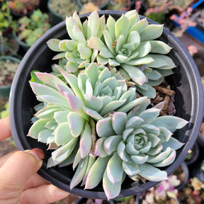 Echeveria 'Violet Queen' - Succulents Depot
