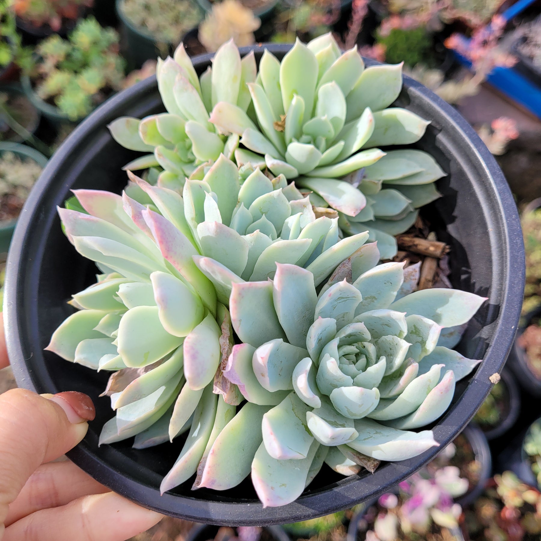 Echeveria 'Violet Queen' - Succulents Depot