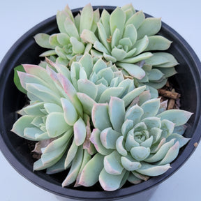 echeveria violet queen succulent Echeveria 'Violet Queen'