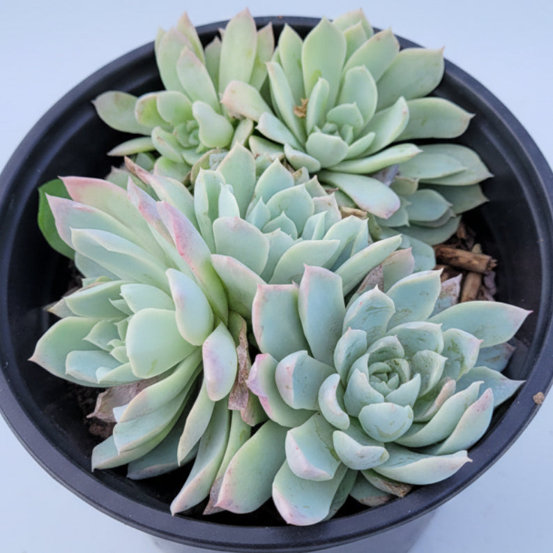 purple queen succulent Echeveria 'Violet Queen'