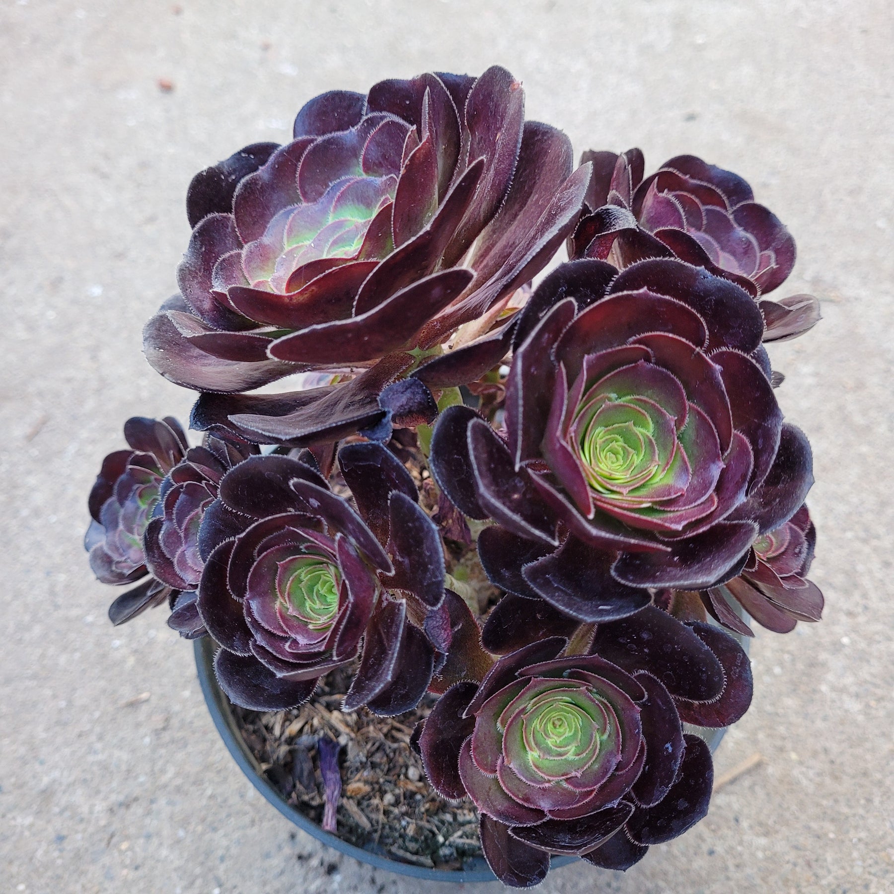 voodoo succulent Aeonium 'Voodoo'