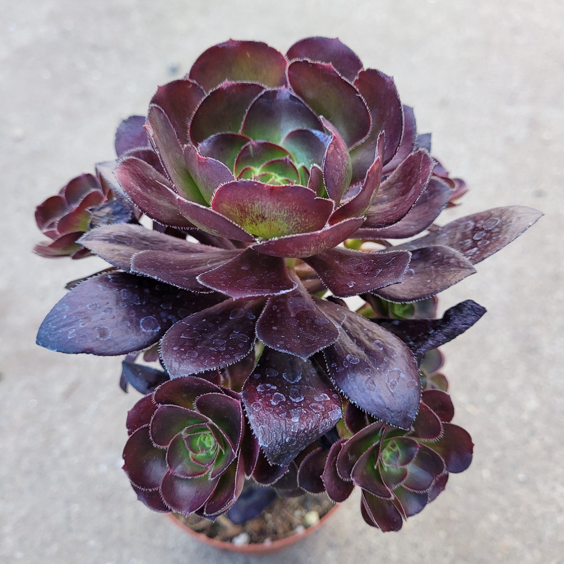 dark purple succulent plant Aeonium 'Voodoo'