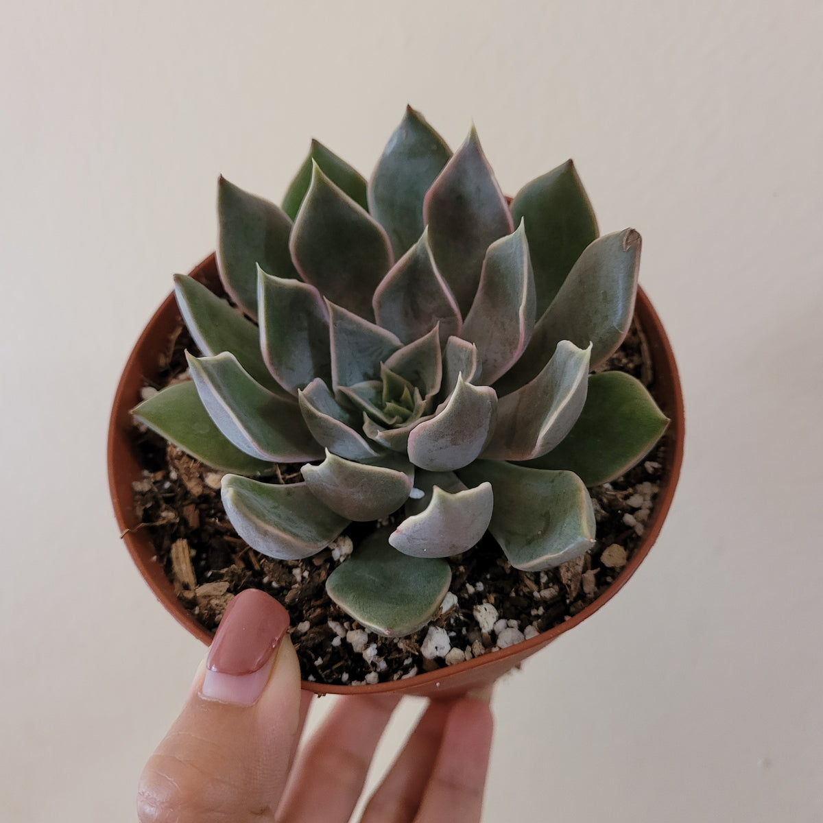 Echeveria 'Mensa'