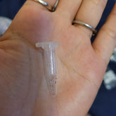 Greenovia dodrentalis Mountain Rose in a microcentrifuge tube.