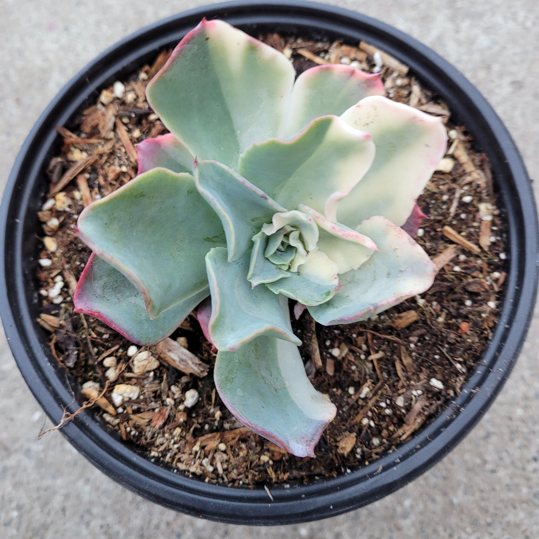 succulent with wavy leaves Echeveria 'Tsunami' -
