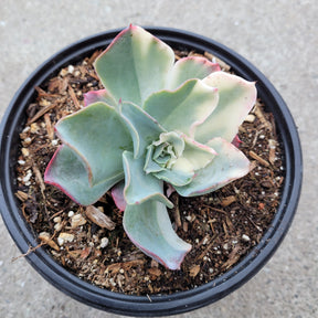Echeveria 'Tsunami' - Succulents Depot