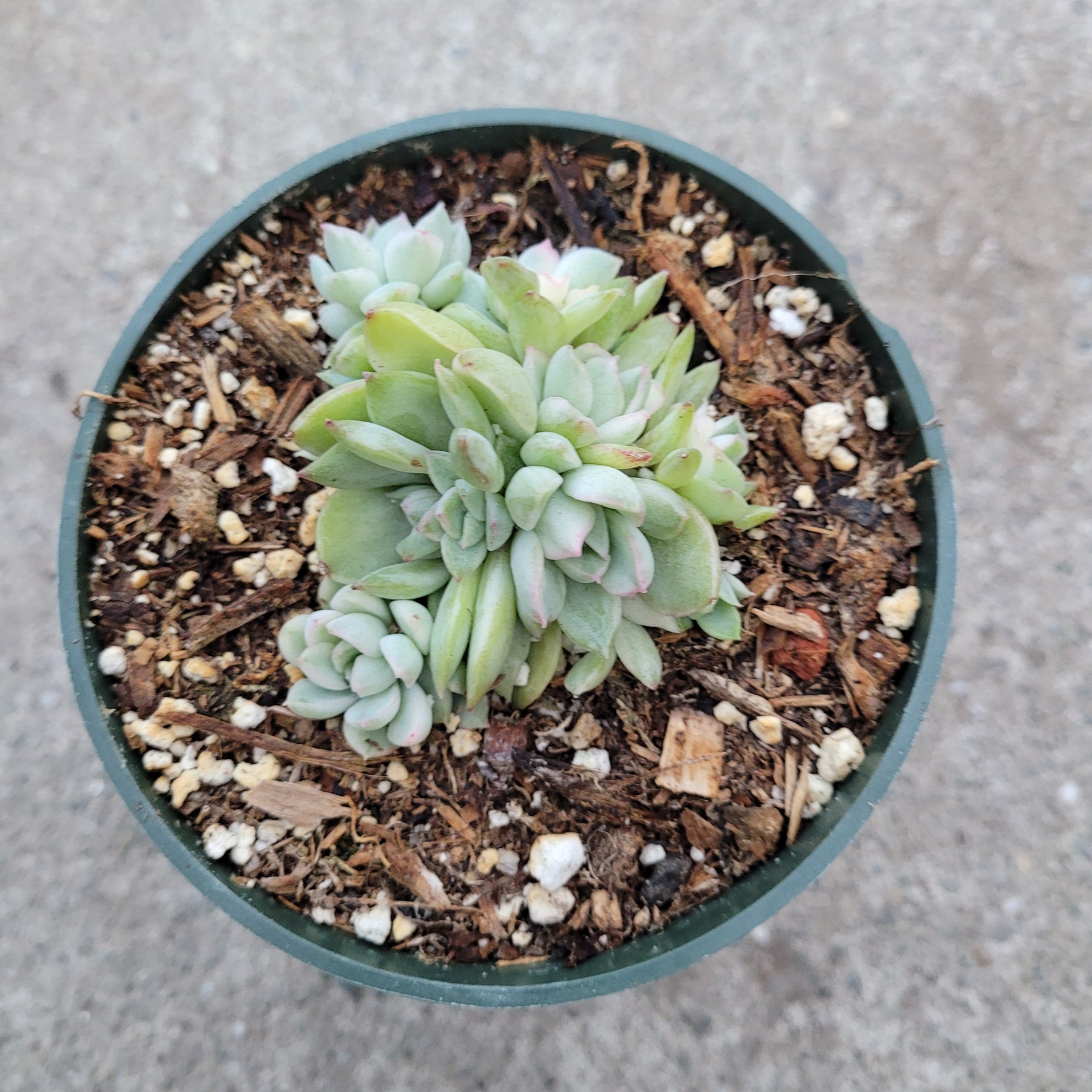mebina succulent Echeveria Mebina Variegated