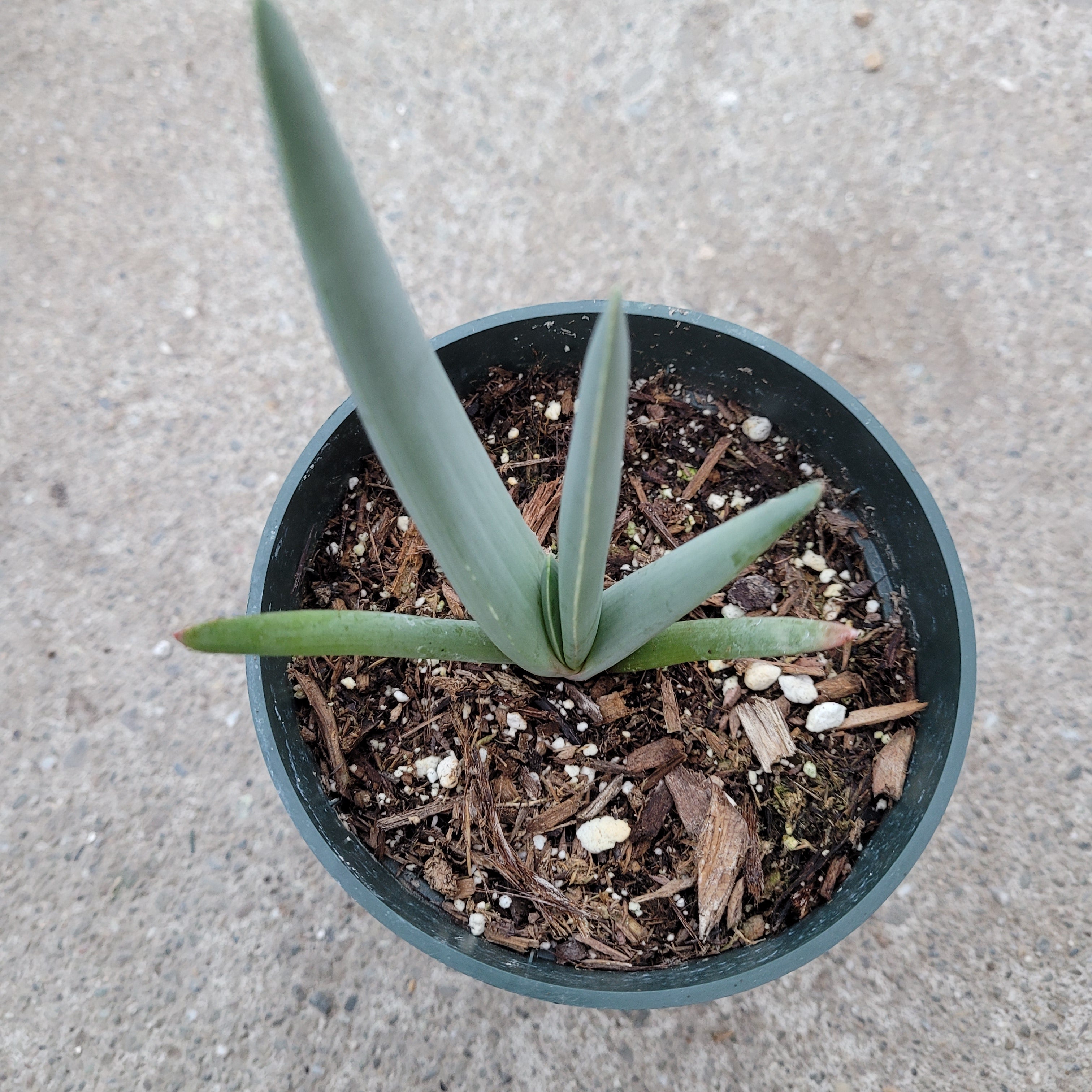 fan looking succulent Kumara plicatilis 'Fan Aloe'