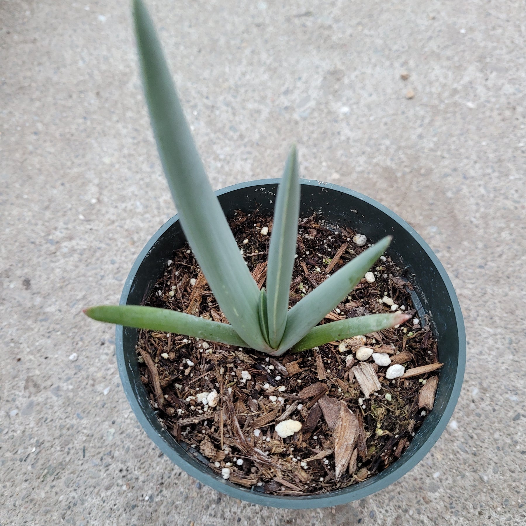 fan succulent Kumara plicatilis 'Fan Aloe'