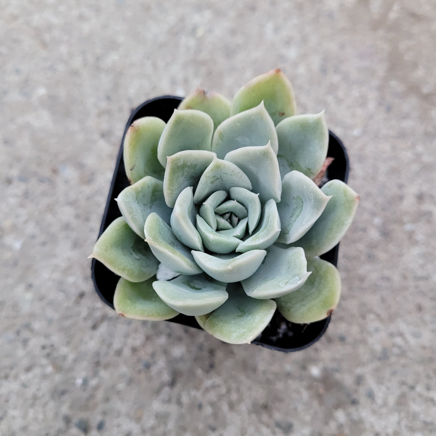 blue fairy garden succulents Echeveria 'Blue Fairy'