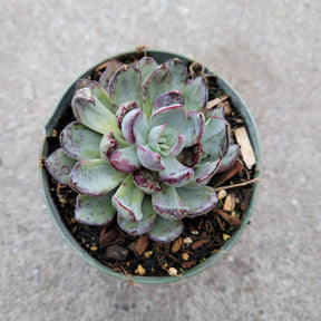 Echeveria strictiflora