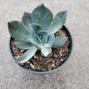 Echeveria 'Blue Prince'