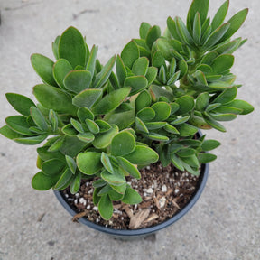 Crassula swaziensis 'Money Maker'