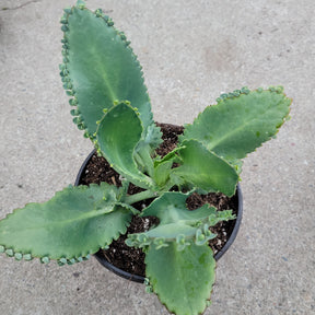 Kalanchoe daigremontiana 'Mother of Thousands'