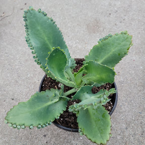 Kalanchoe daigremontiana 'Mother of Thousands'