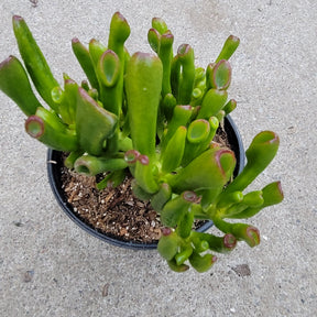 green tubular succulent Crassula ovata 'ET's Fingers' Jade