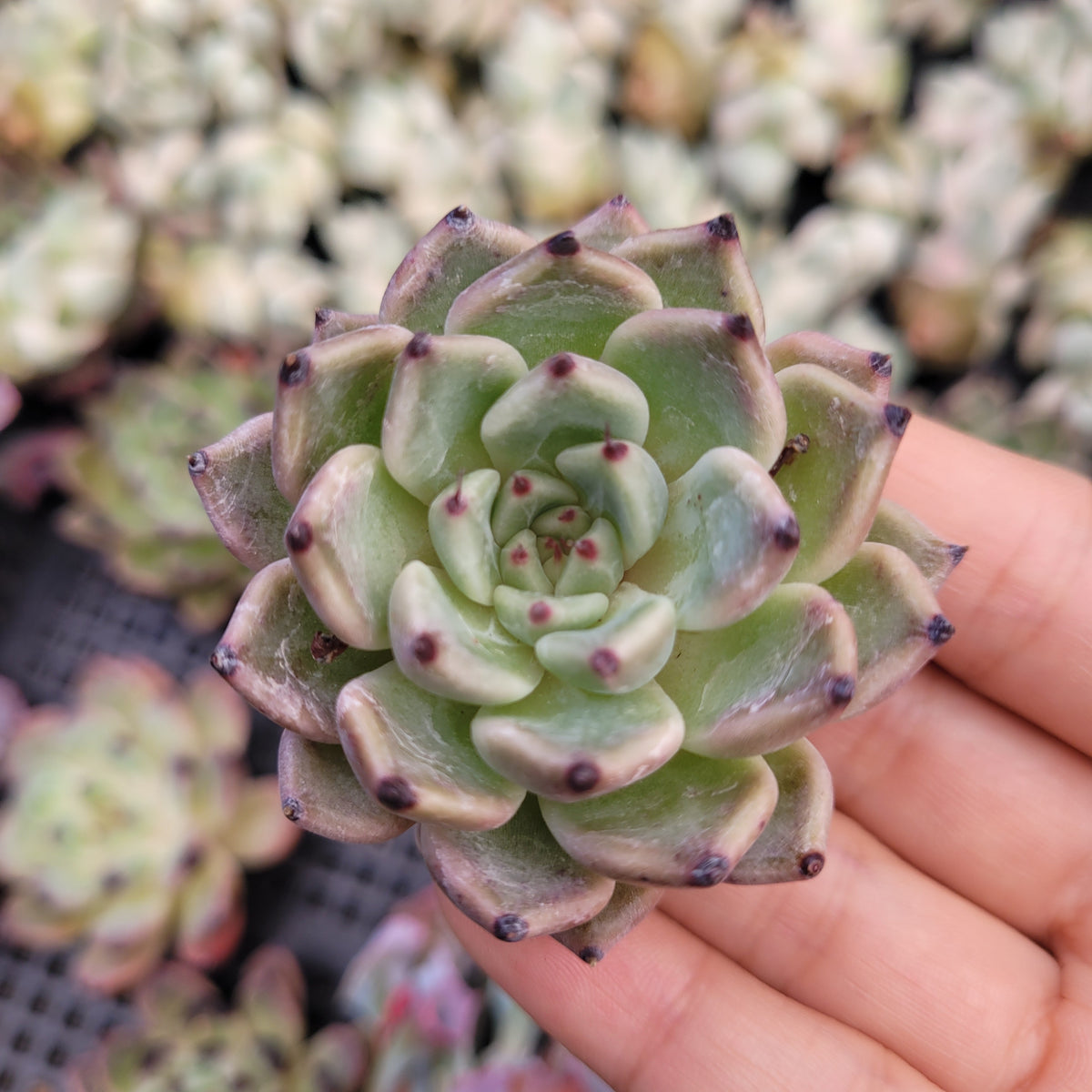 Echeveria Black Tips