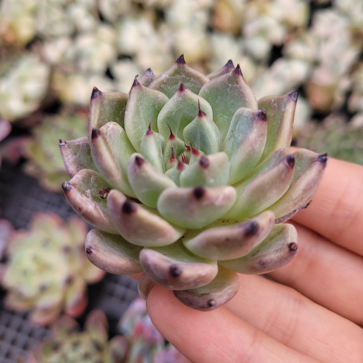 Echeveria Black Tips