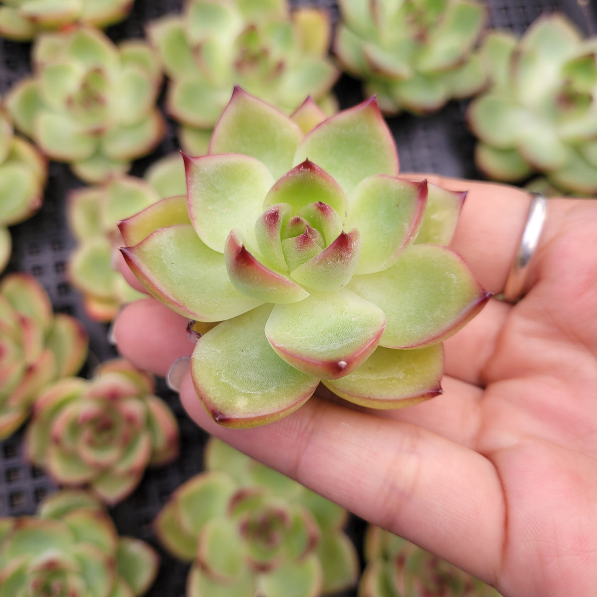 Echeveria Moonstone