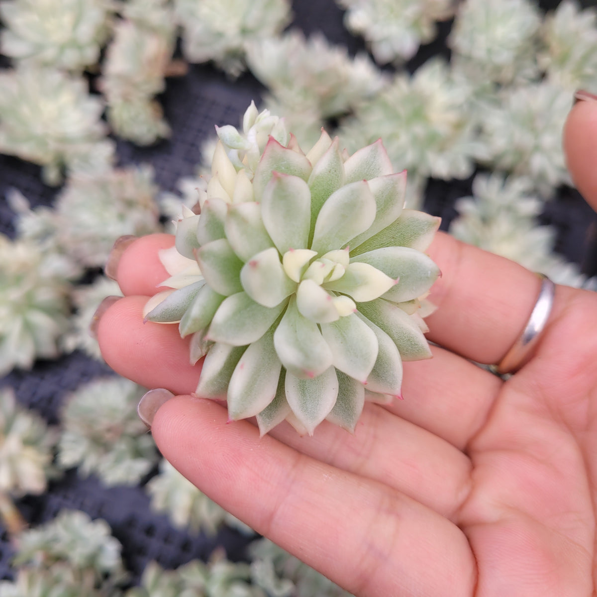 succulents variegated leaves Echeveria Mebina Variegated