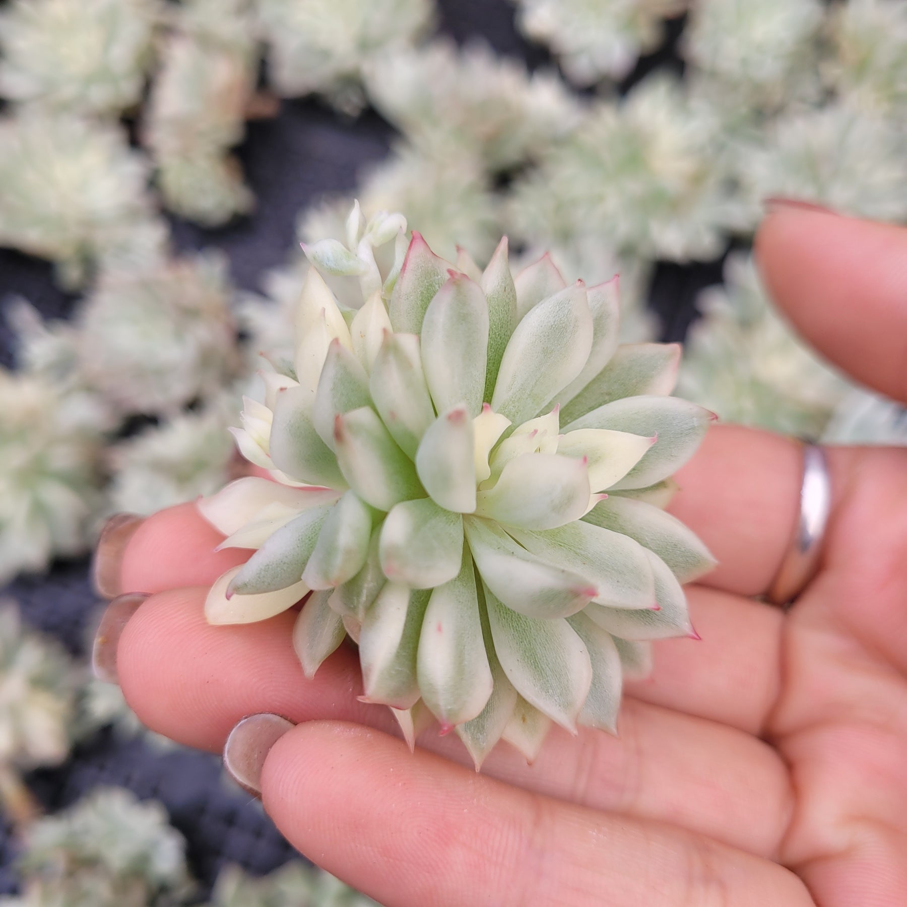 mebina succulent Echeveria Mebina Variegated
