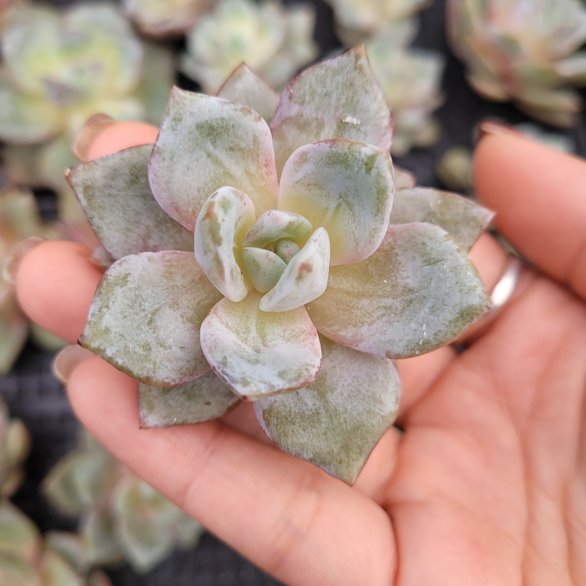 Echeveria German Champagne