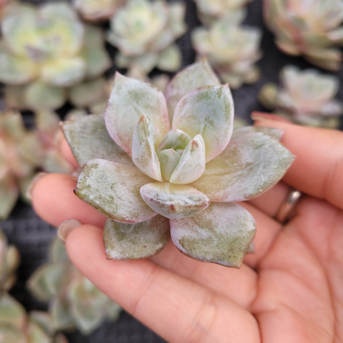 Echeveria German Champagne