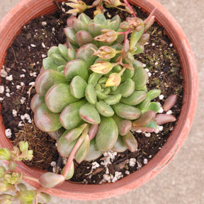 Sedeveria 'Pink Ruby'