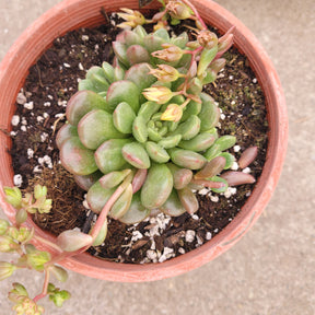 Sedeveria 'Pink Ruby'