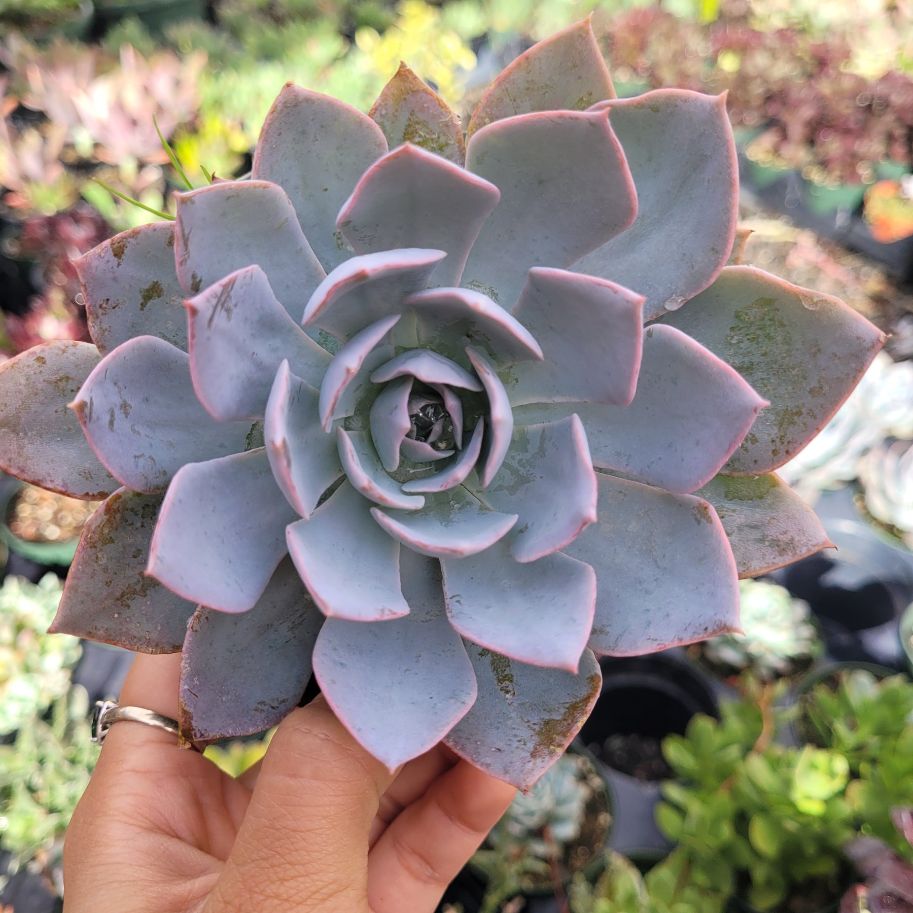 succulent with pink edges Echeveria 'Morning Beauty'