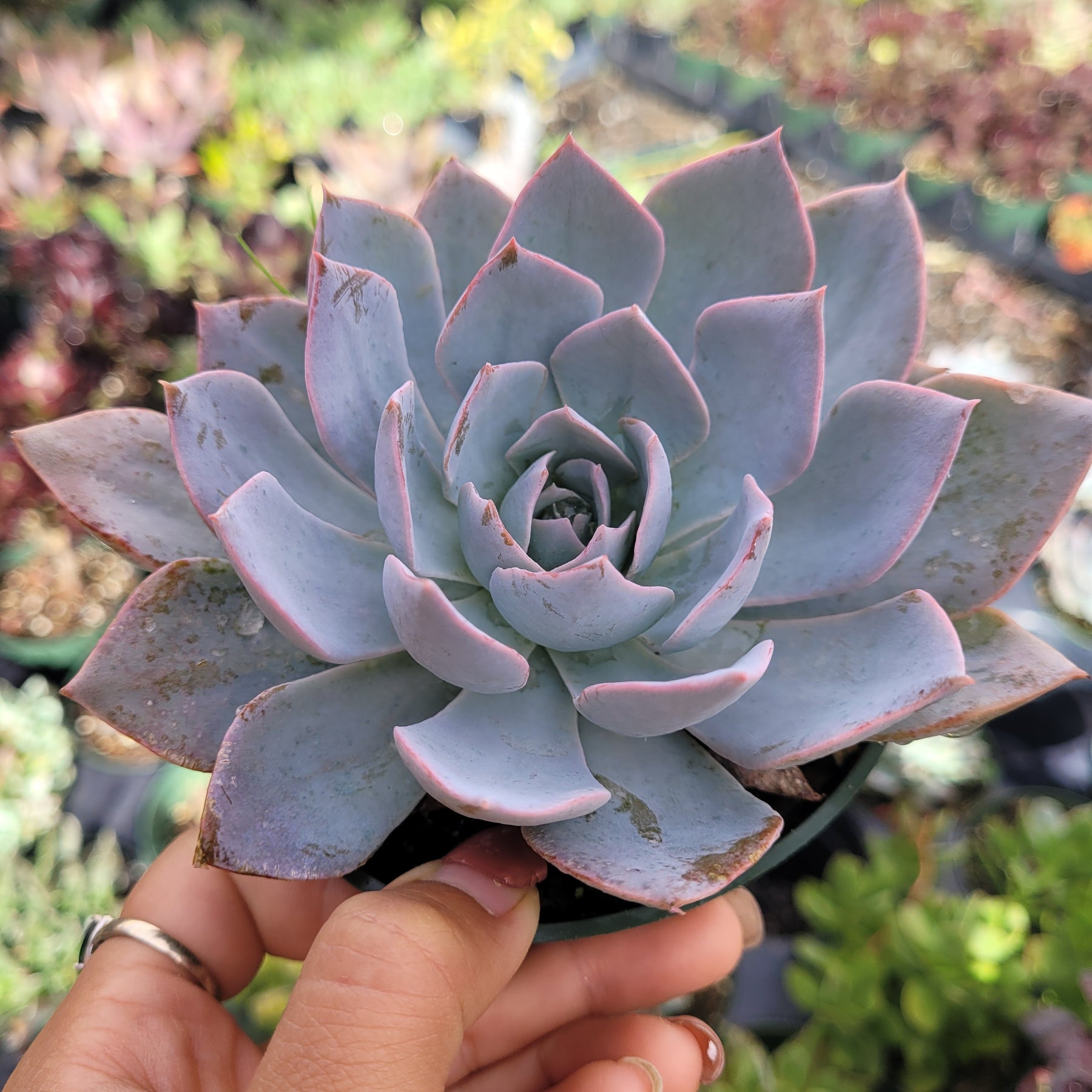 morning dew succulent Echeveria 'Morning Beauty'