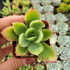 Echeveria 'Tulip'