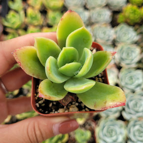 Echeveria 'Tulip'