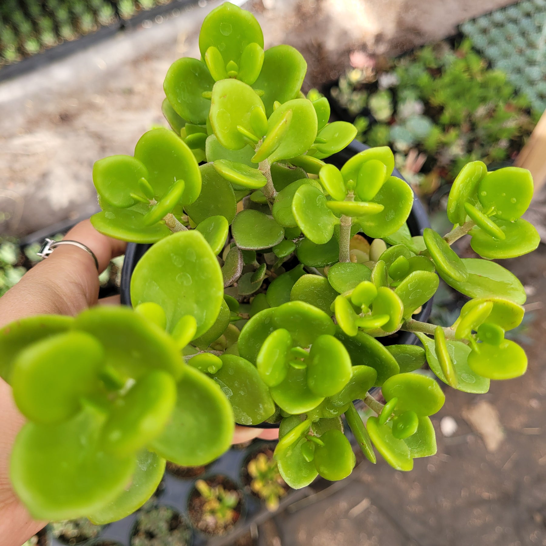 succulent with round leaves Sedum confusum