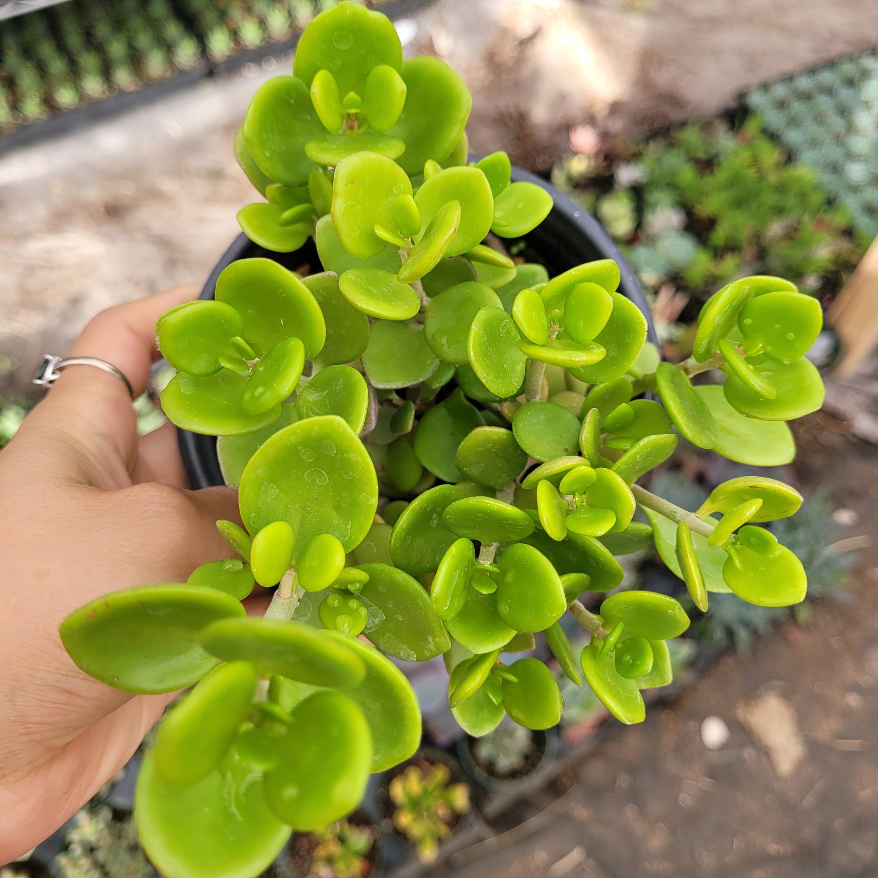 succulent with thick round leaves Sedum confusum