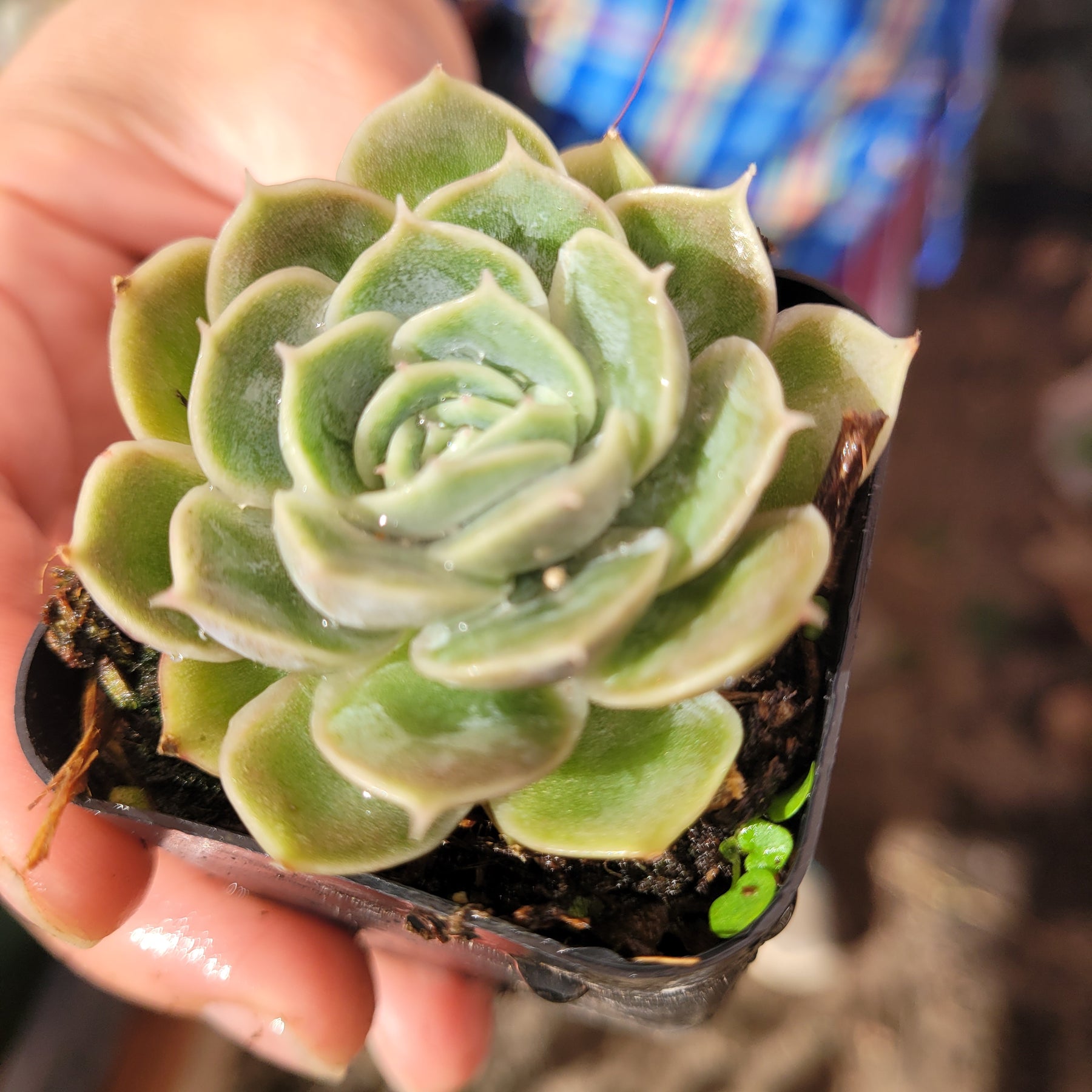 owls claw succulent Echeveria Onslow
