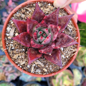 Echeveria agavoides 'Sirius'
