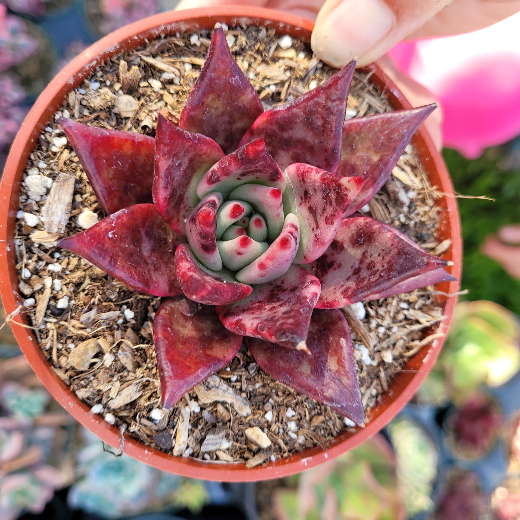 Echeveria agavoides 'Sirius'