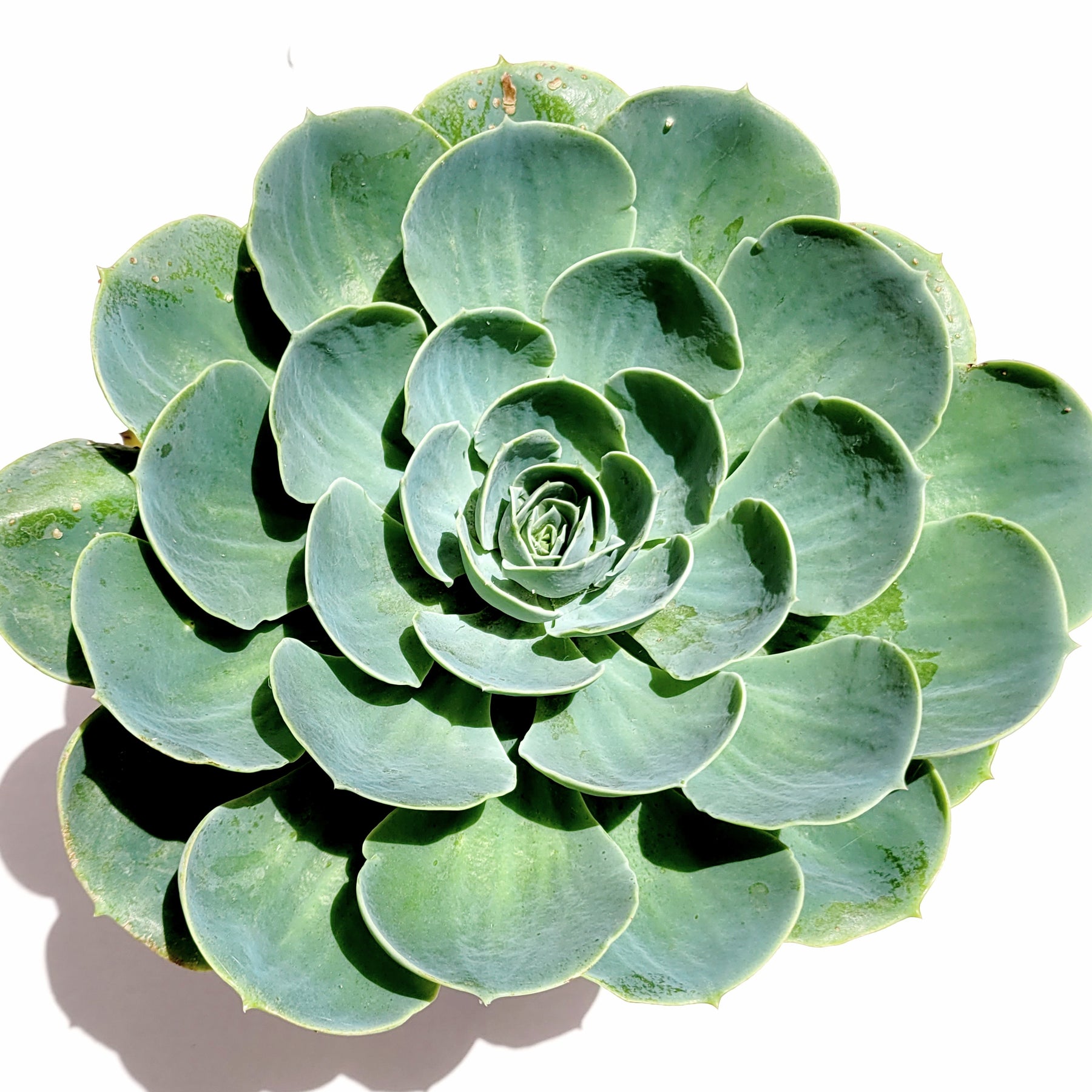 imbricata succulent Echeveria imbricata 'Blue Rose'