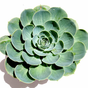 Echeveria imbricata 'Blue Rose'