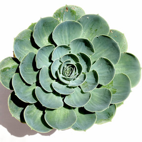 Echeveria imbricata 'Blue Rose'