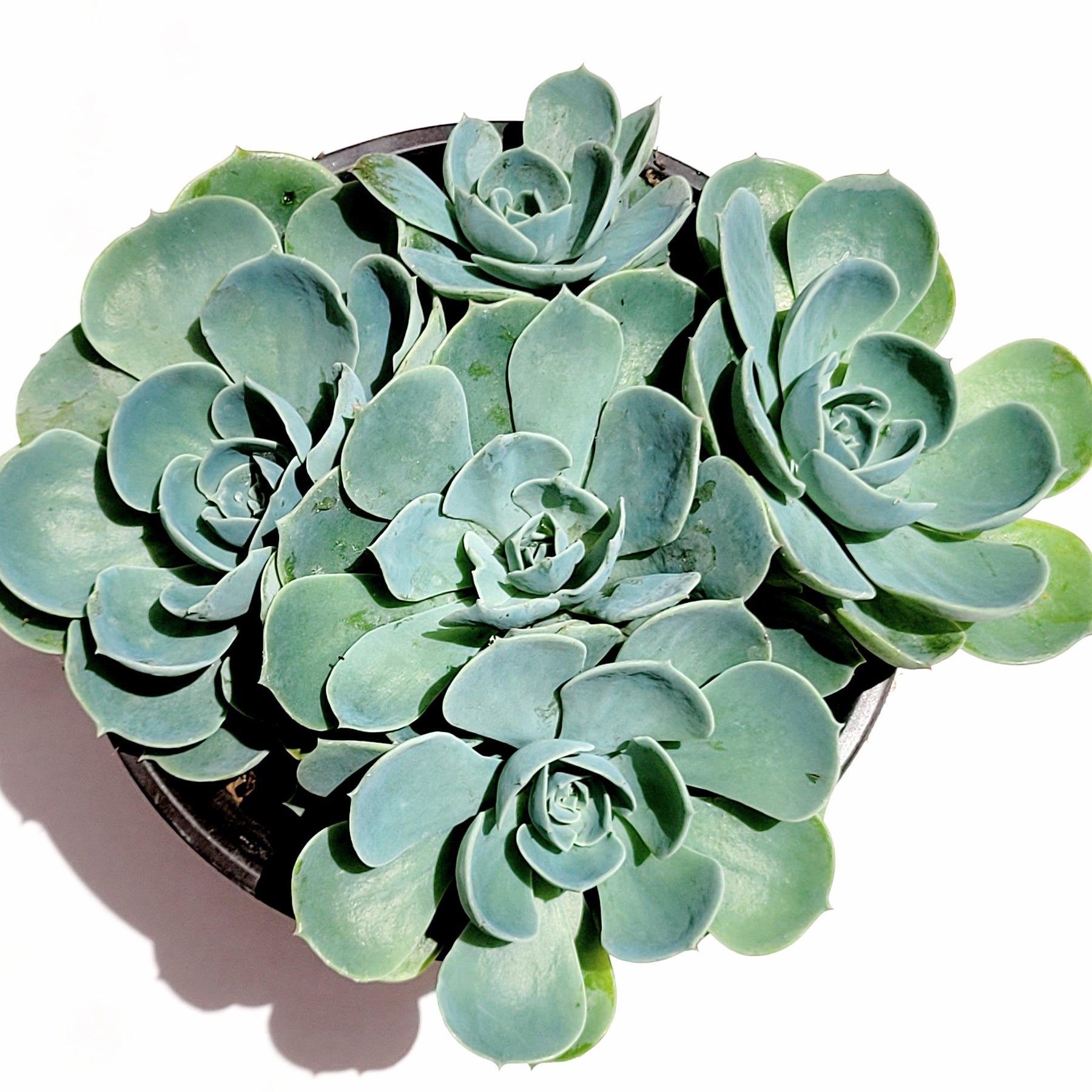 blue rose succulent flower Echeveria imbricata 'Blue Rose'