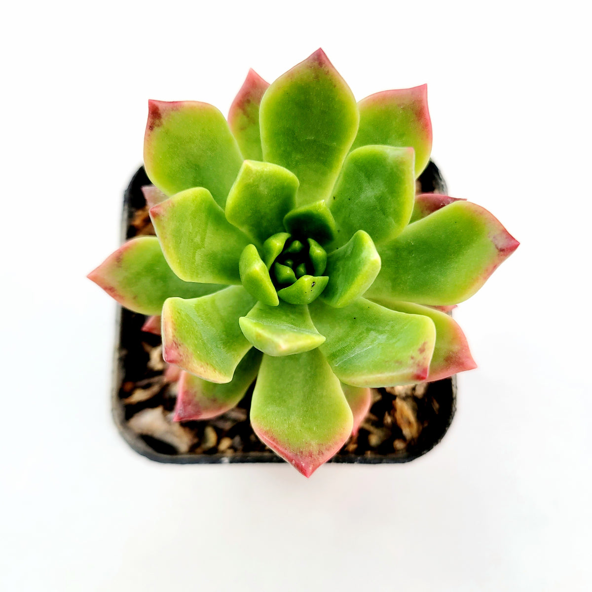 Echeveria 'Marcus'