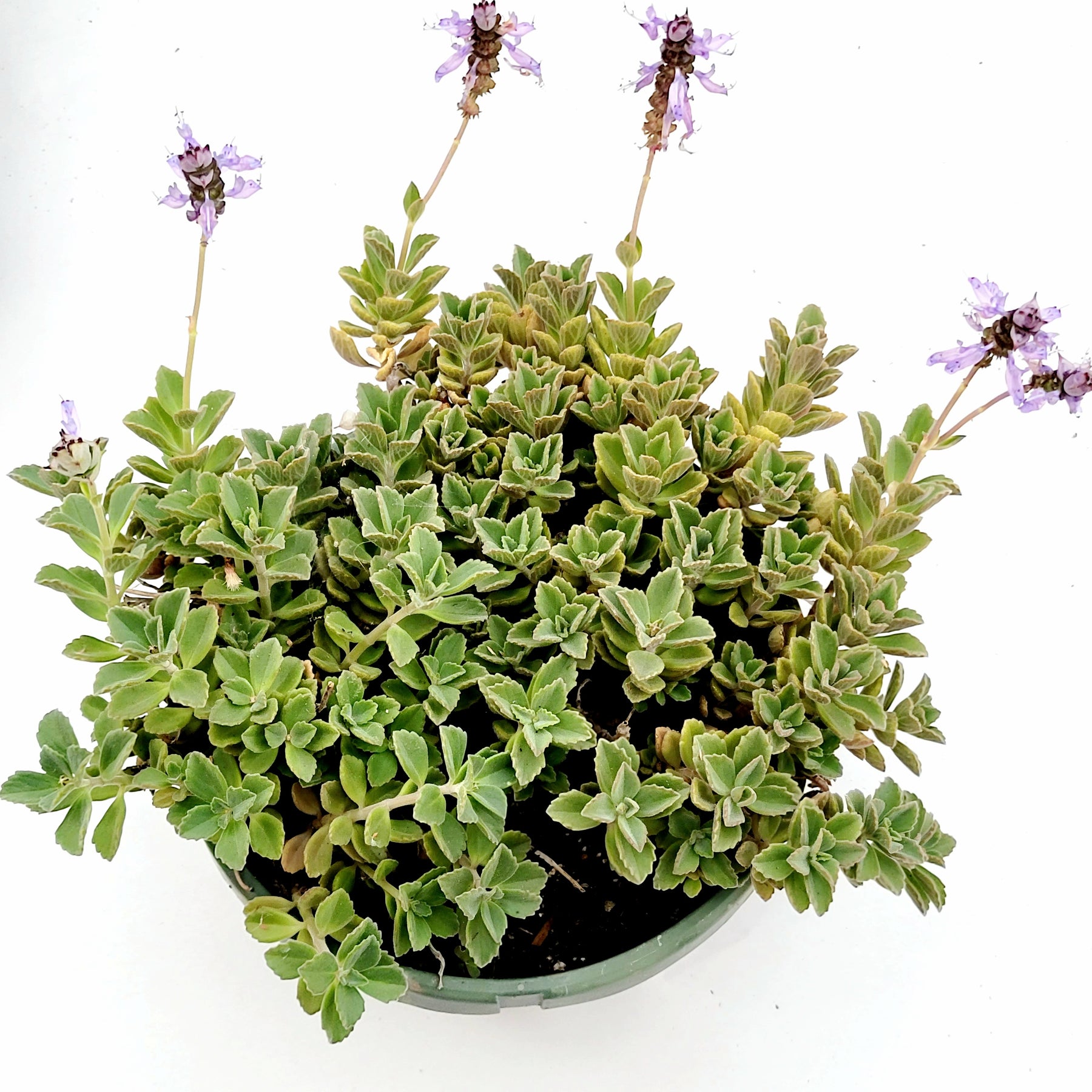 purple fuzzy succulent Plectranthus neochilus