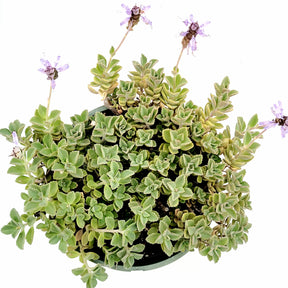 Plectranthus neochilus Mike's Fuzzy Wuzzy
